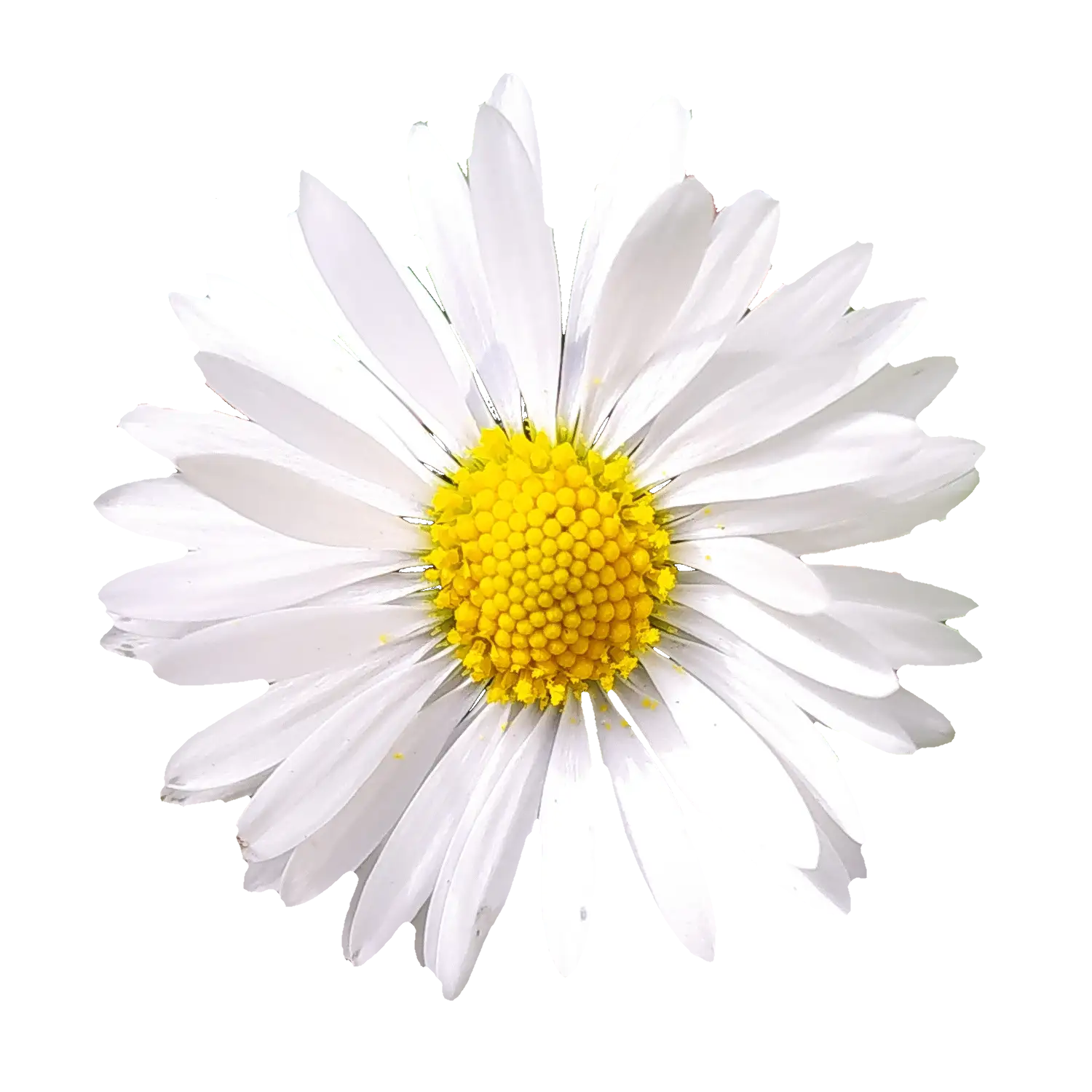 Blume_003.png
